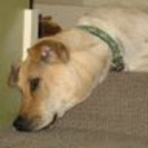 Meet your Posher, Ann